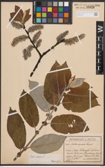 Foto von Salix caprea L.